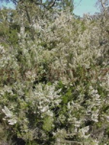 Bruyères blanches : erica arborea